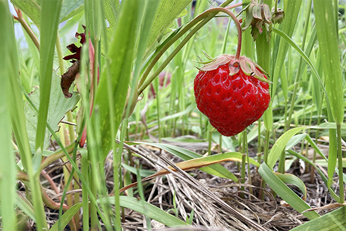 Regenerative Agriculture