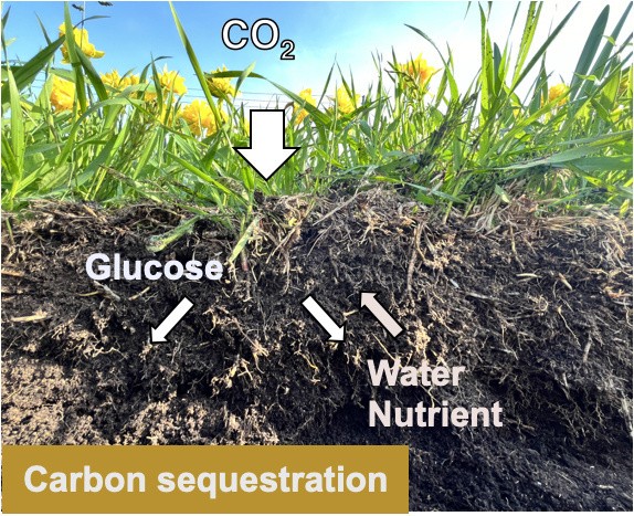 Regenerative Agriculture